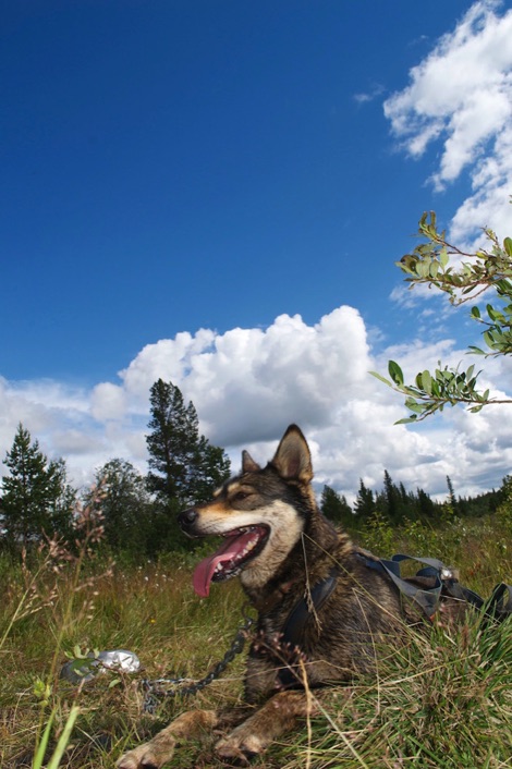 Husky sitting under blue sky